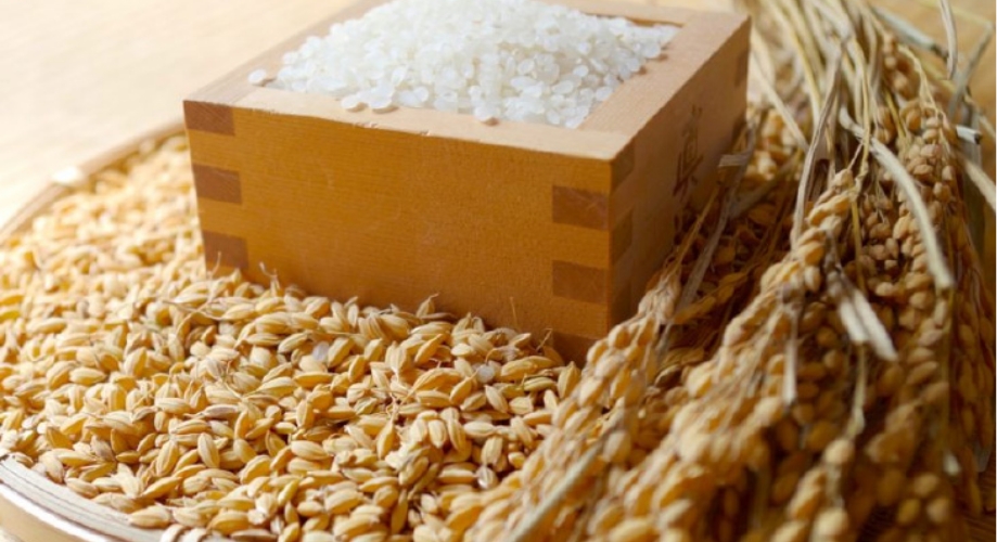 黒部川流域で収穫された「コシヒカリ」「てんたかく」をブレンド